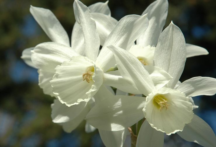 Narcissus Triandrus