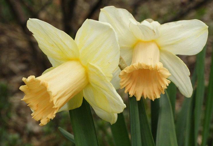 Daffodil tiub