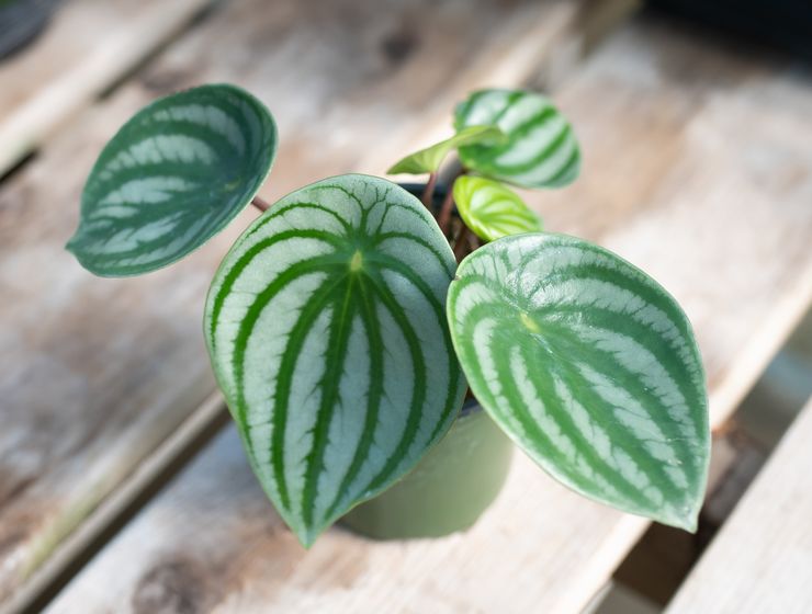 Peperomia silver