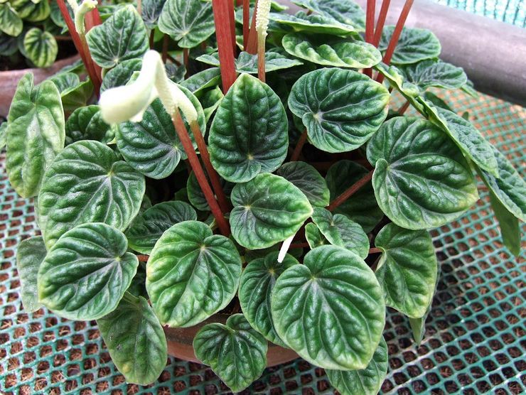 Peperomia mengerut