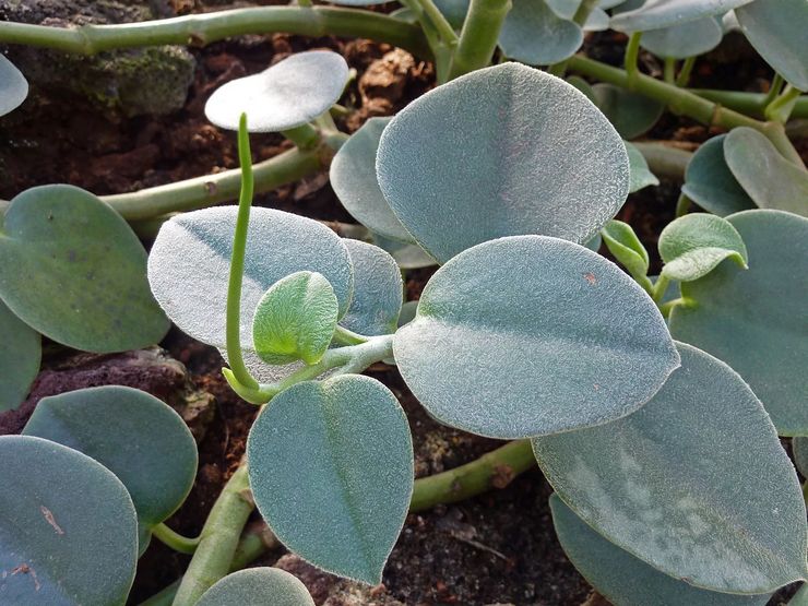 Peperomia kelabu