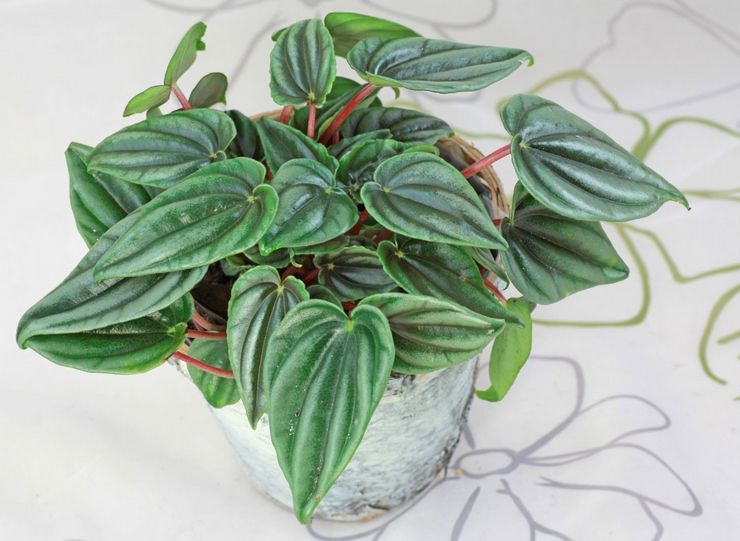 Guli Peperomia