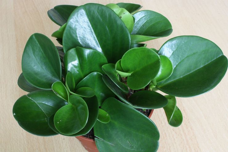 Peperomia trubbigt