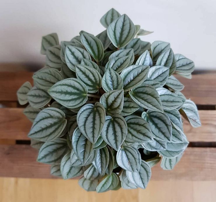 Beskrivning av peperomia