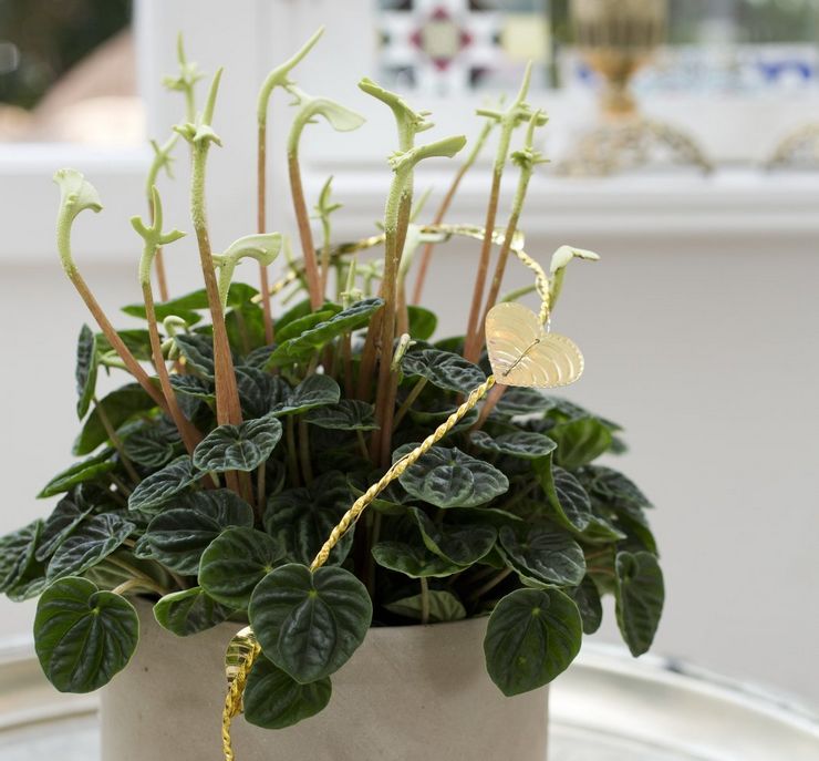 Top dressing peperomia