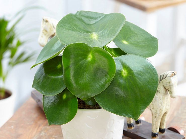 Peperomia vattningsläge