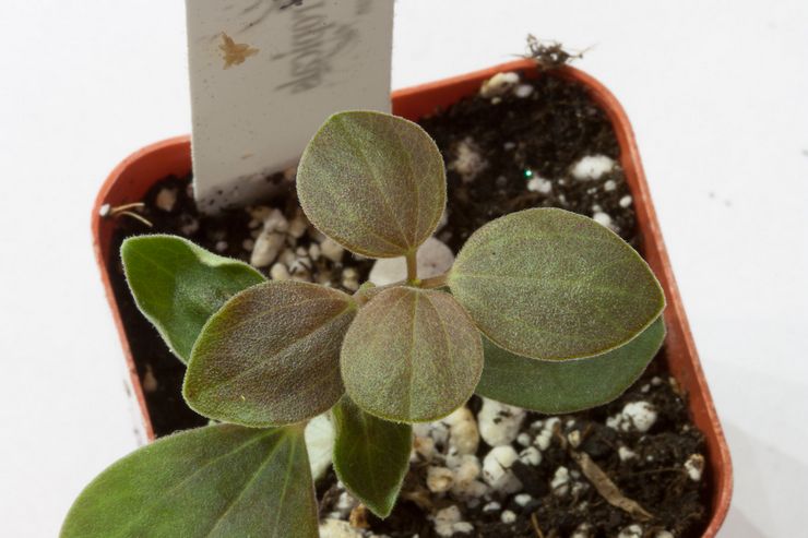 Peperomia sammetslen