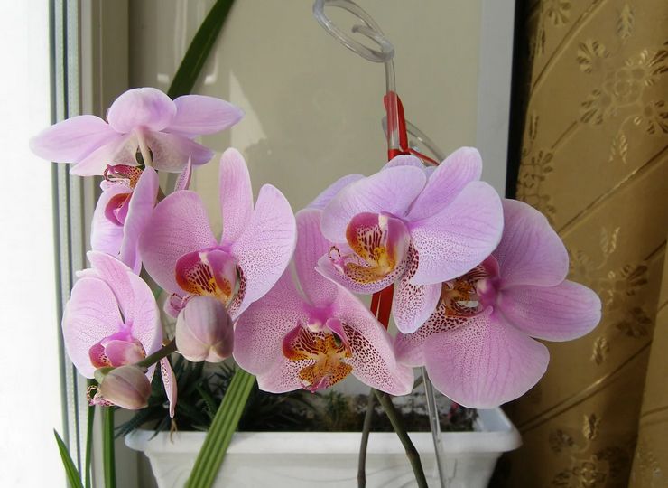 Phalaenopsis blomningstid