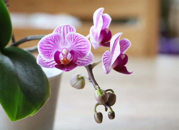 Phalaenopsis Orchid