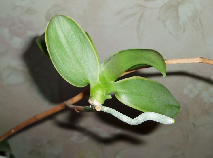 Kaedah pembiakan orkid phalaenopsis