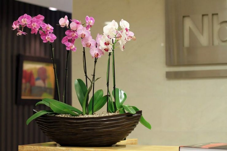 Orkid Phalaenopsis