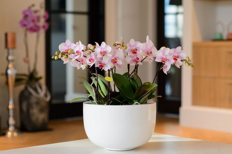 Vård av phalaenopsis orkidén hemma