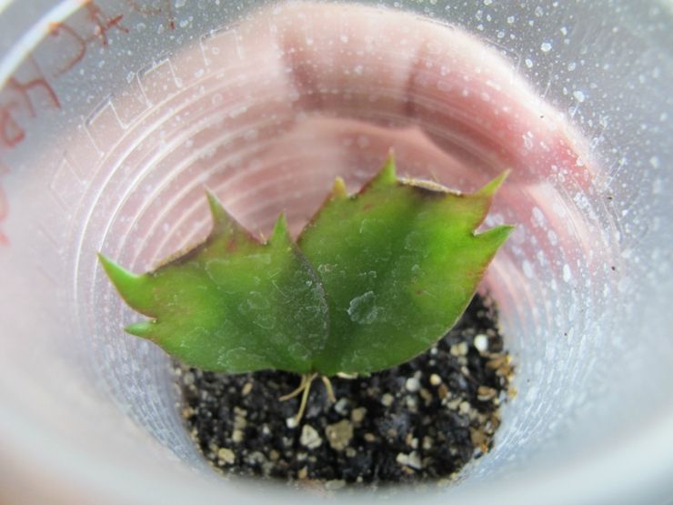 Zygocactus avelsmetoder