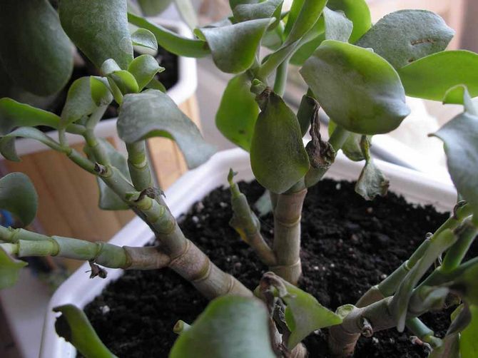 Problem vid odling av Crassula