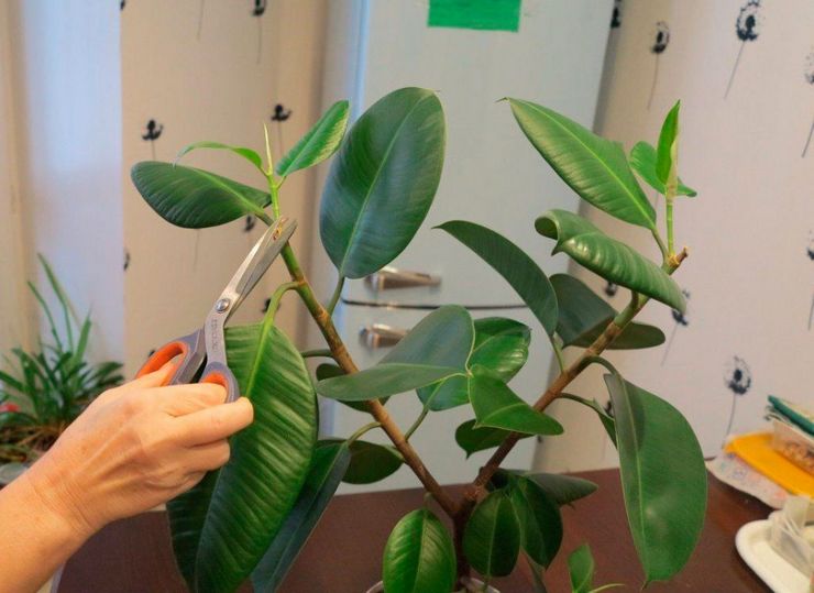 Beskärning av ficus elastica