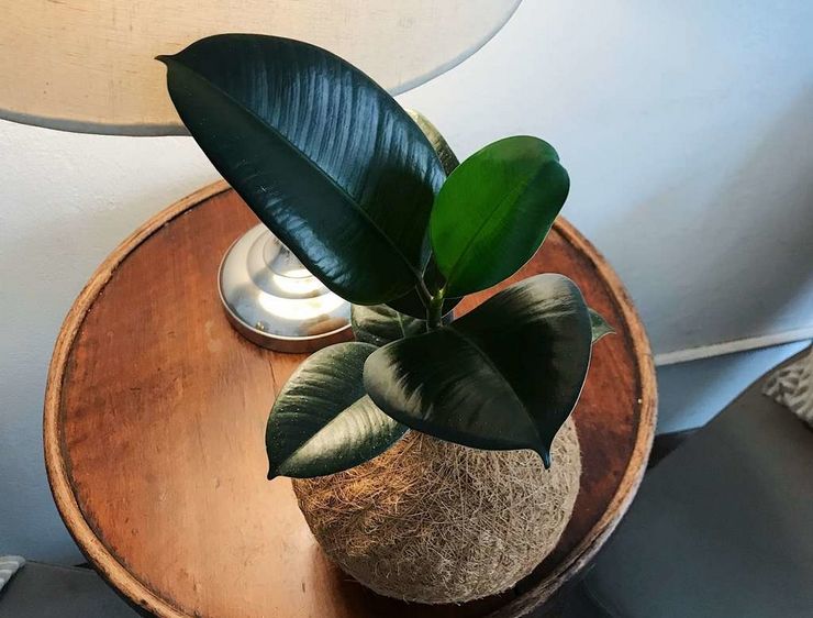 Kebaikan dan keburukan ficus elastica