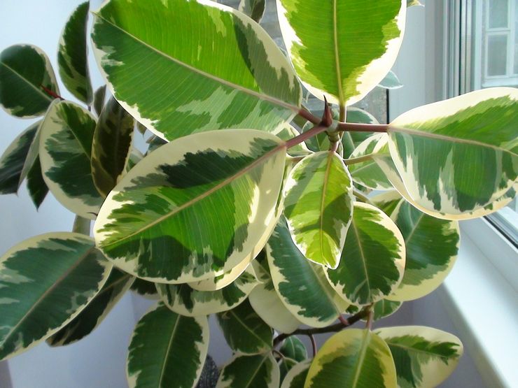 Getah Ficus