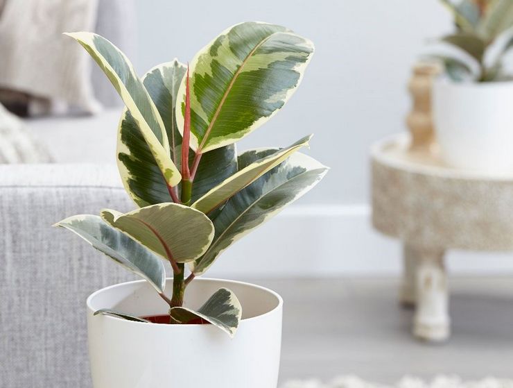 Merawat getah ficus di rumah