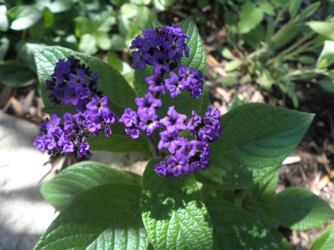 Heliotrope penjagaan tanaman di kawasan lapang