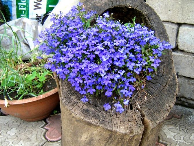 Heliotrope dalam reka bentuk landskap