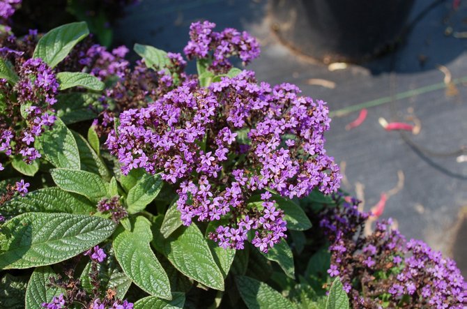 Heliotrope namanya secara harfiah diterjemahkan sebagai "orang yang berubah setelah matahari."