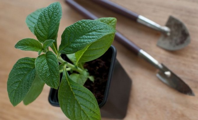 Menanam heliotrope di tanah terbuka