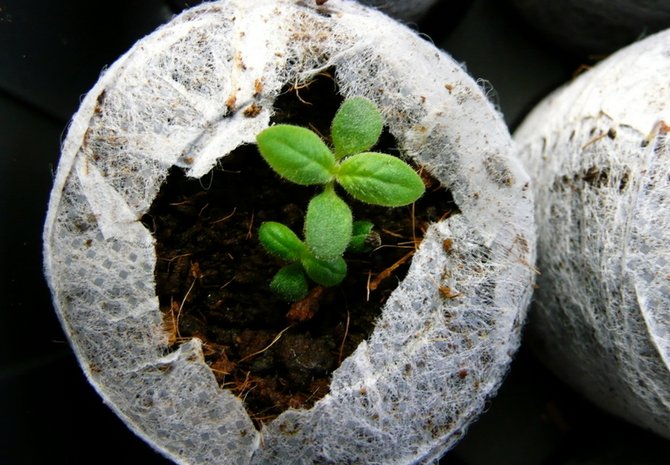 Tumbuh heliotrope dari biji