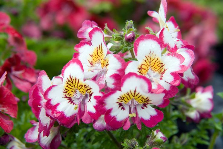 Schizanthus dalam reka bentuk landskap