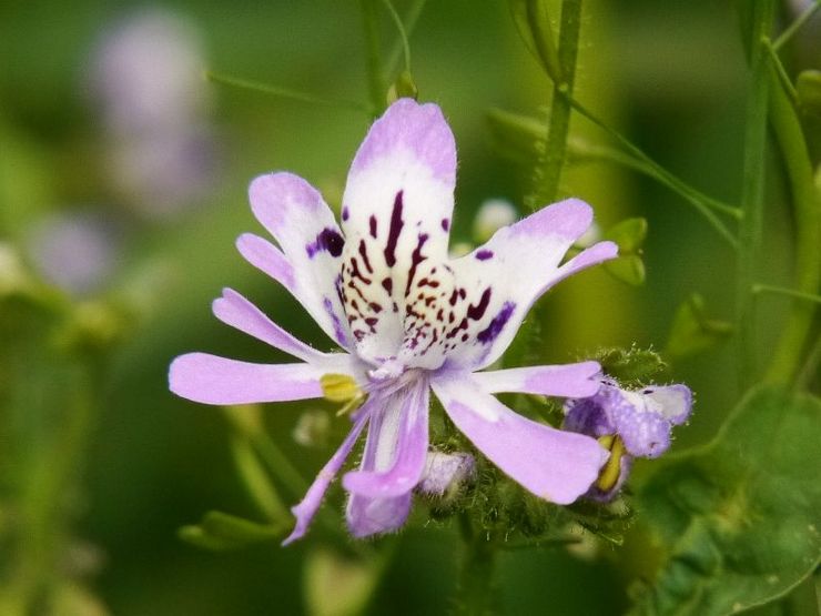 Schizanthus Cirrus