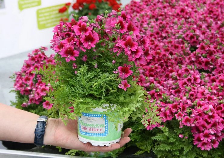 Menanam schizanthus di tanah terbuka