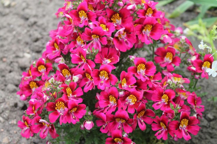 Schizanthus vård i trädgården