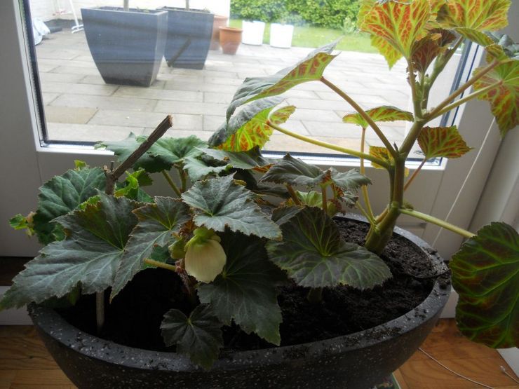 Knölig begonia