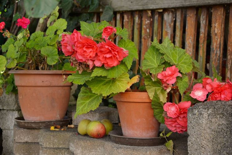 Knölig begonia