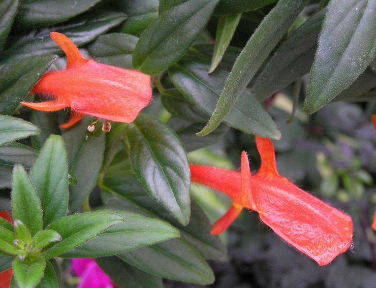 Columnea Krakatoa