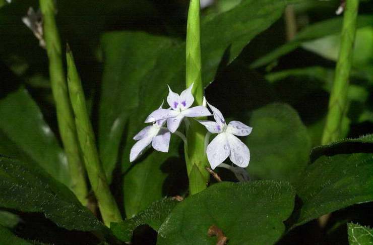 Guinea crossandra