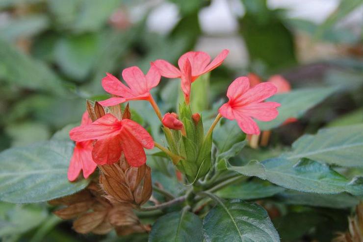 Crossandra merah