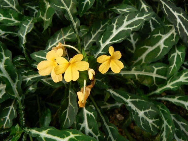 Crossandra berduri