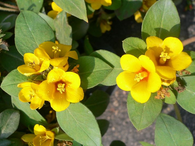 Loosestrife berbunga ramai