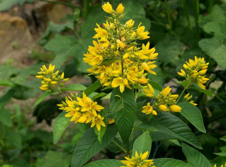 Penerangan mengenai loosestrife