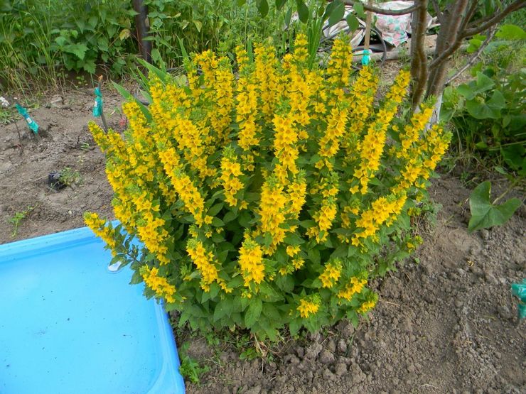 Plantering av löstestrif i öppen mark