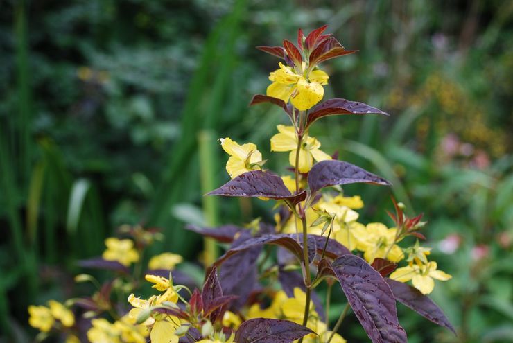 Fackelblomster