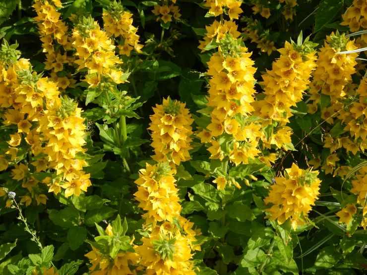 Loosestrife anläggning