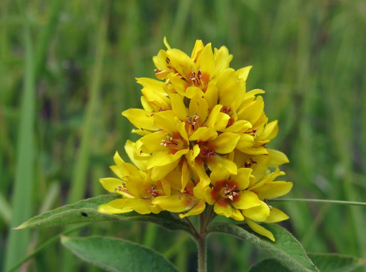 Loosestrife egenskaper: fördelar och skador