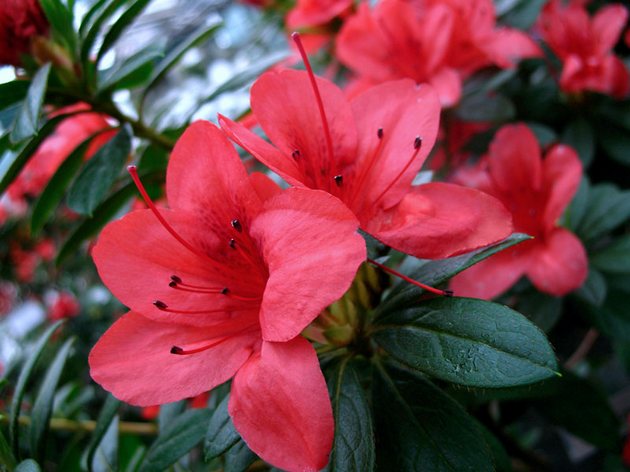 Azalea-transplantation. Hur man transplanterar azalea hemma