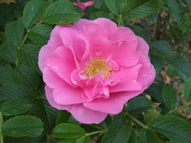 Mawar berkerut. Menanam dan meninggalkan. Pemindahan dan pembiakan. Rosa Rugosa