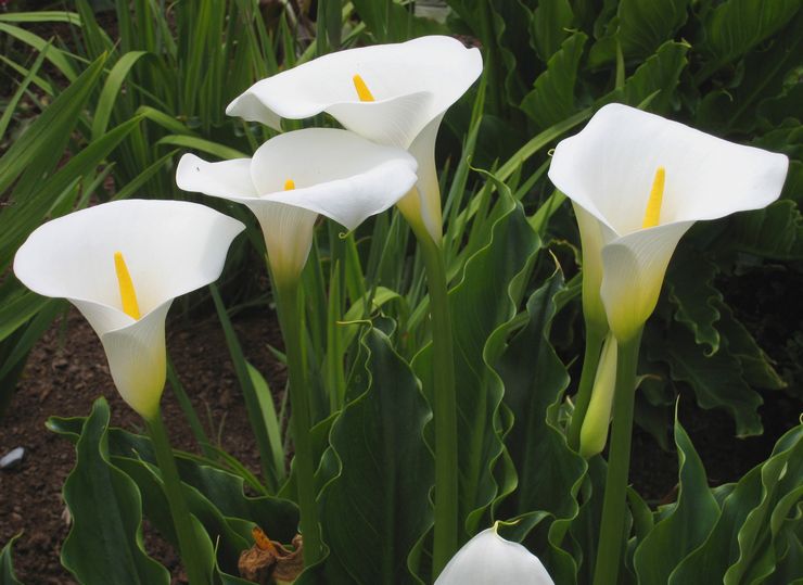 Calla Ethiopia