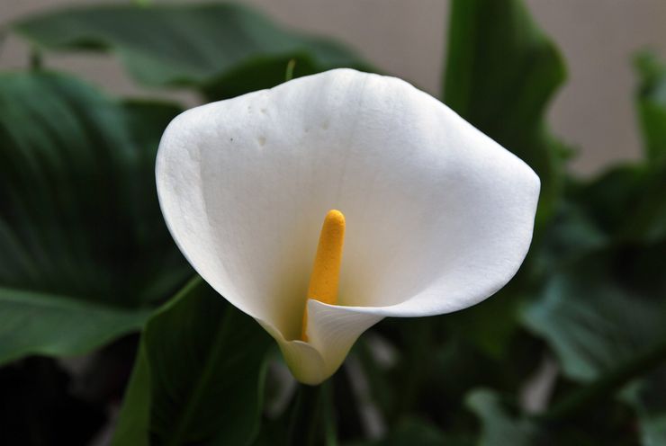 Penerangan Calla lilies