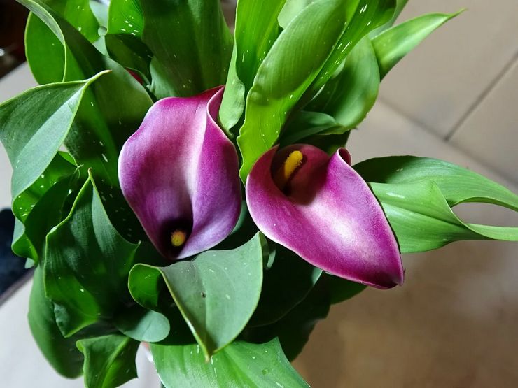 Teratai Calla