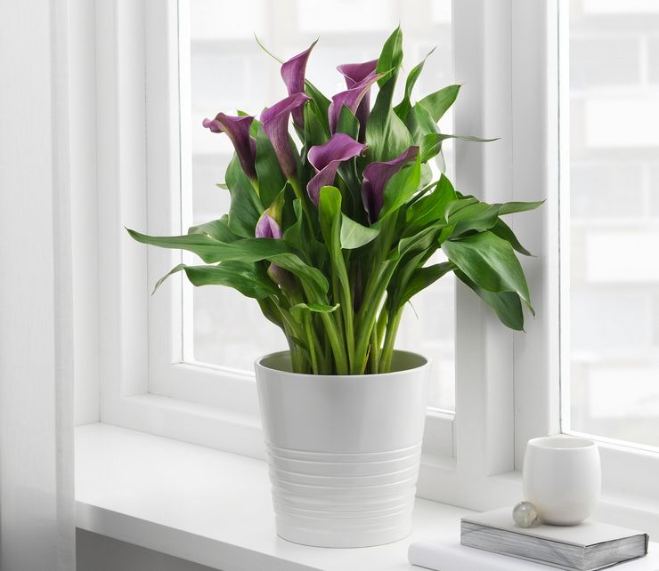 Calla lily menjaga di rumah