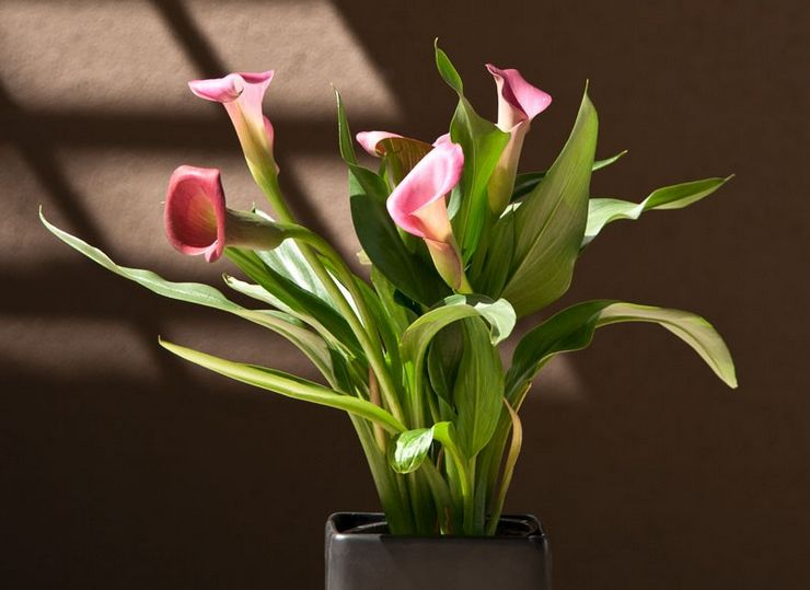 Calla växt